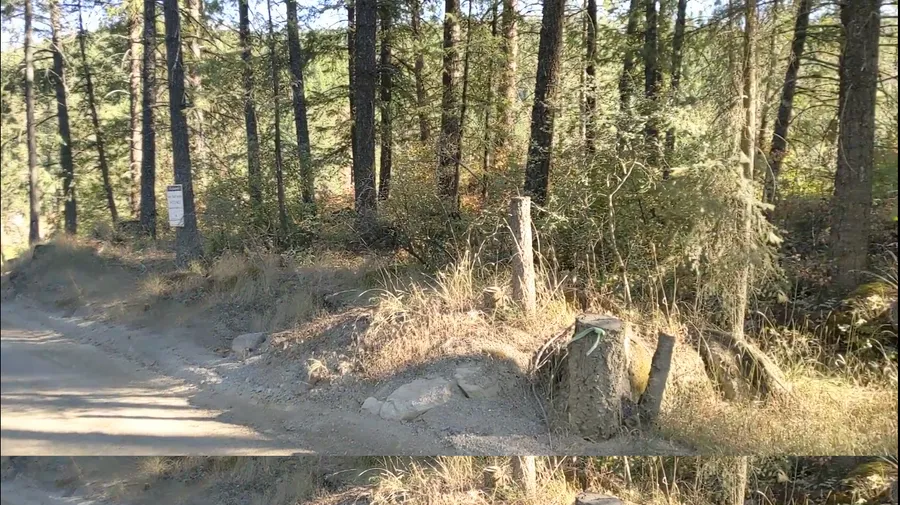 Wooded lot before clearing