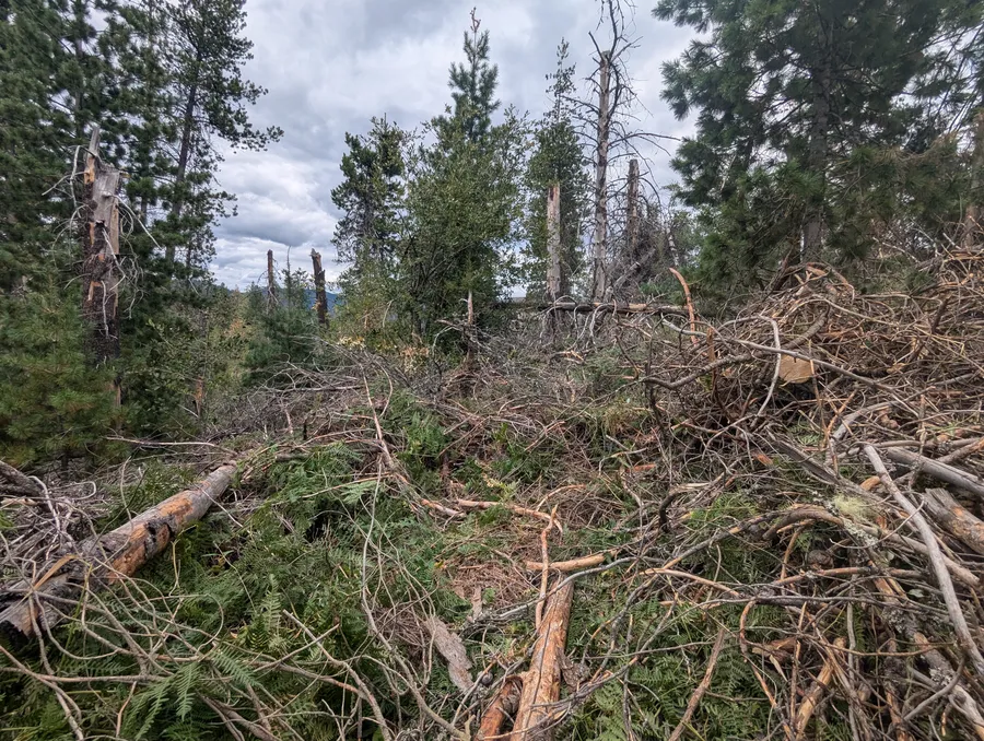 Tree debris before removal