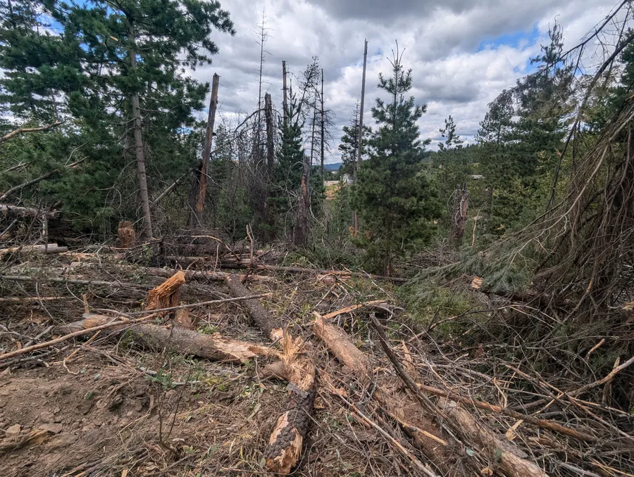 Large debris pile before clearing