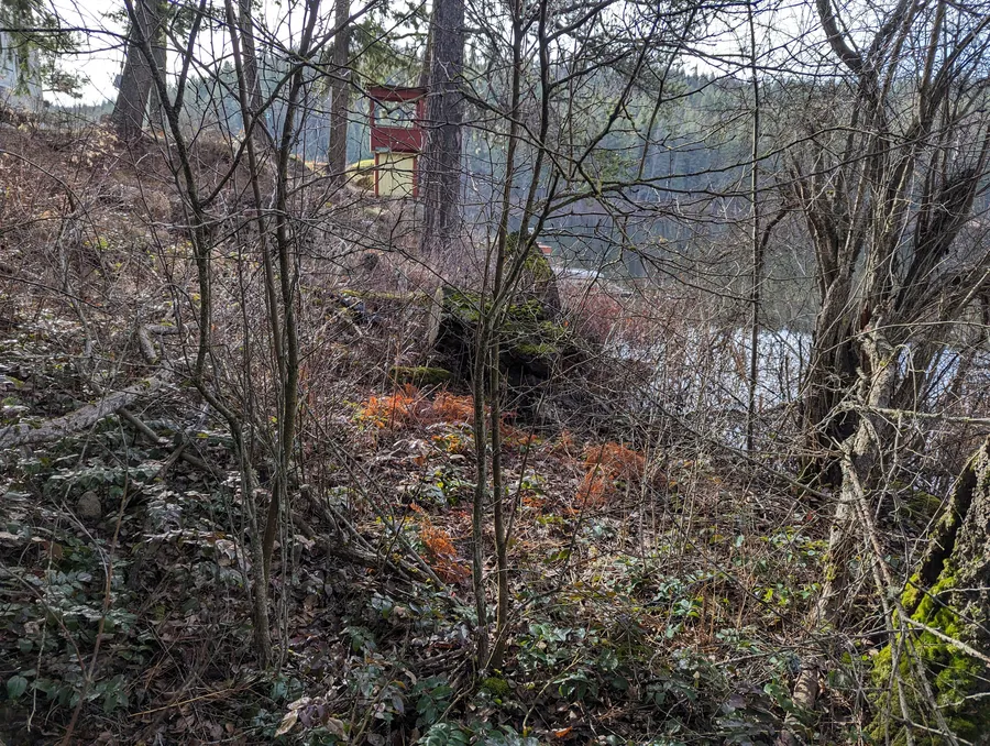 Overgrown lakeside before clearing