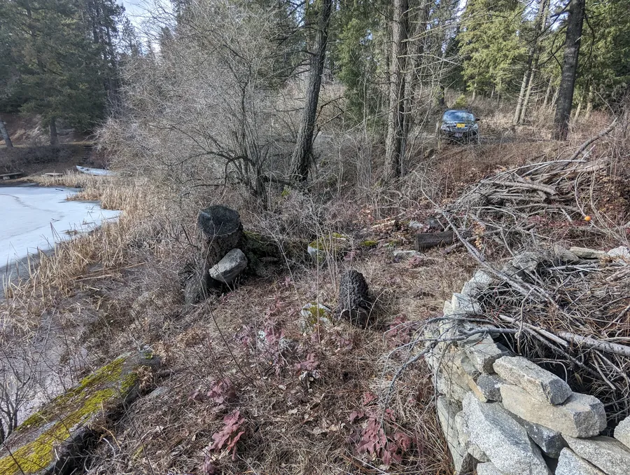 Overgrown lakeside looking inland